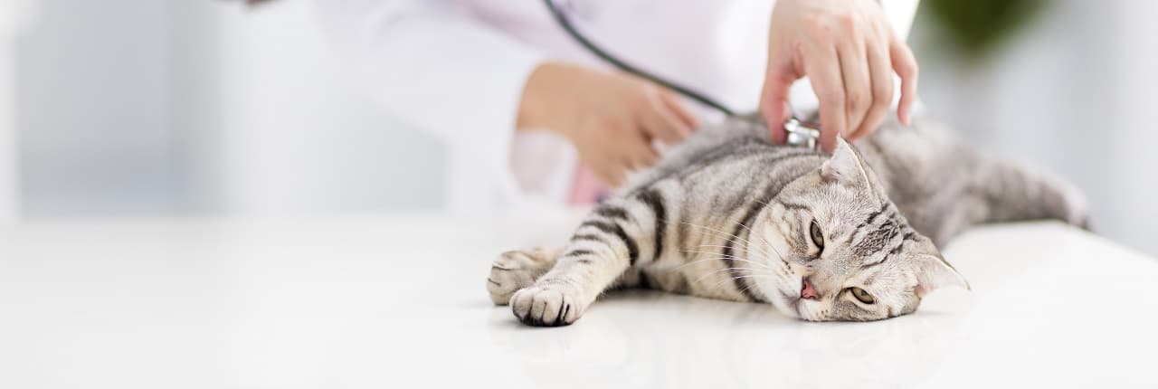 Dierenartspraktijk-1-header