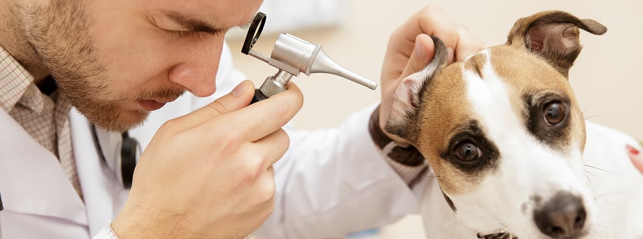 Dierenartspraktijk-2-header